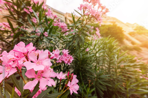 Pink oleander or Nerium flower