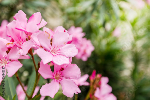 Pink oleander or Nerium flower
