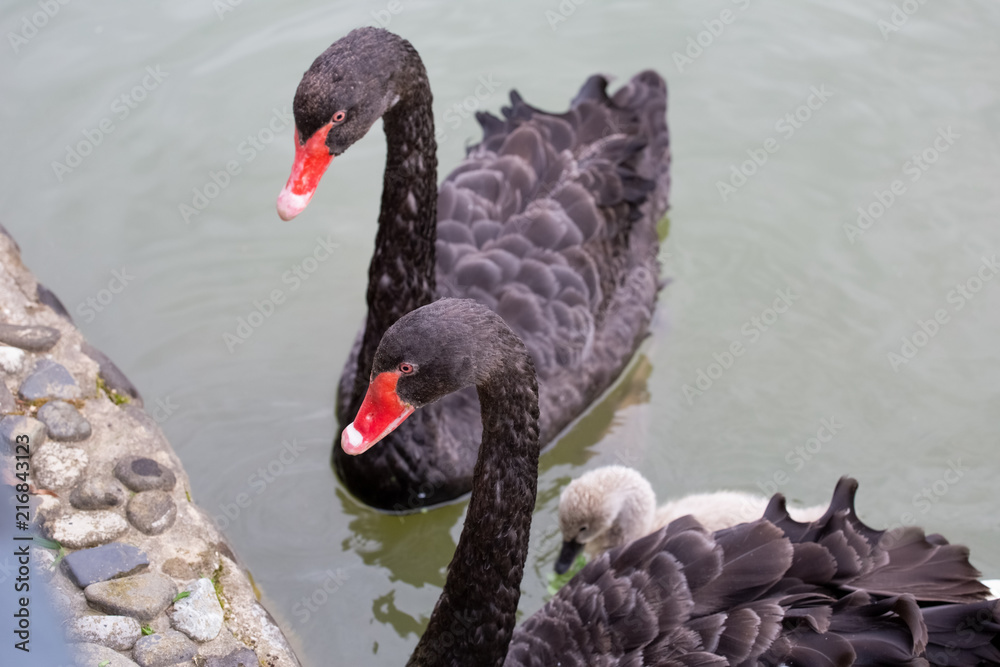Fototapeta premium black swans on the pond
