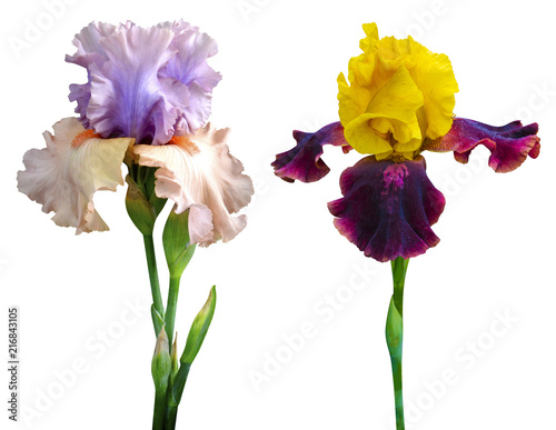 Fototapeta Naklejka Na Ścianę i Meble -  iris flower isolated on white background