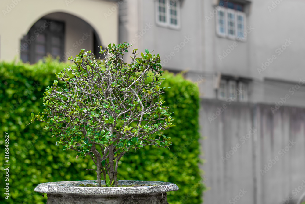 A little garden tree focuded left building wall as a background, the photo have only green color