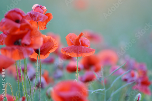 Beautiful Red Poppies Flowers Field Blooming Sunset Latvia 