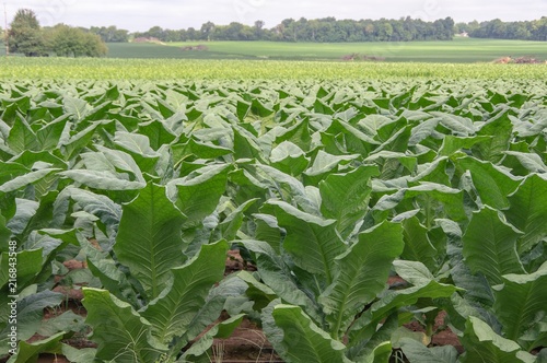 field full of rows of green tabacco plants photo