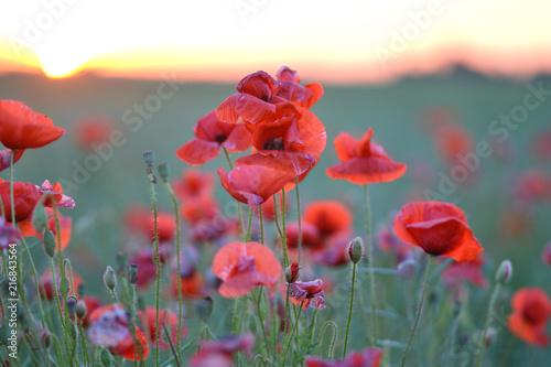 Beautiful Red Poppies Flowers Field Blooming Sunset Latvia 