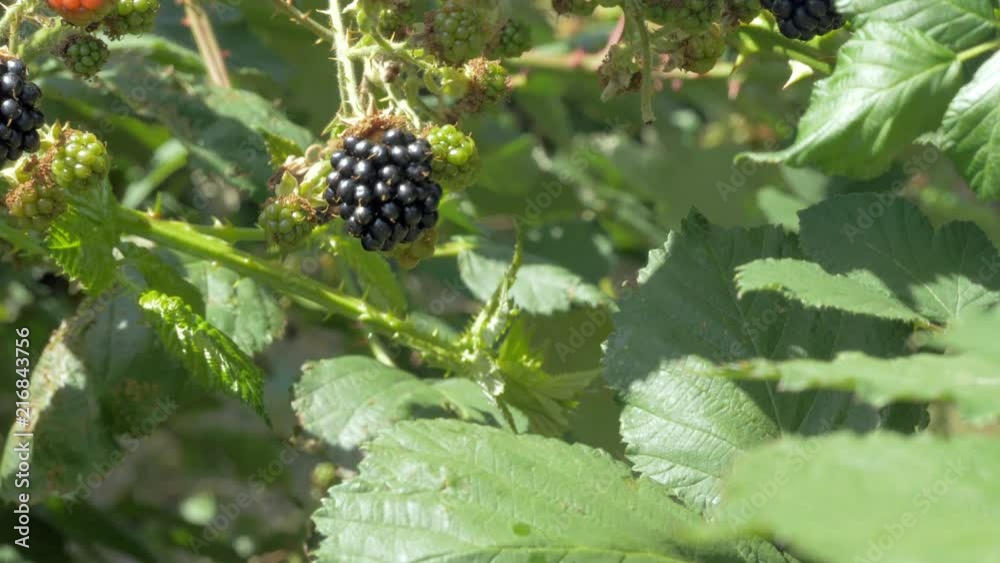 Blackberry fruit.
Slow camera move in to a wild blackberry fruit on a bramble bush. Blackberry fruit.
Slow camera move in to a wild blackberry fruit on a bramble bush.