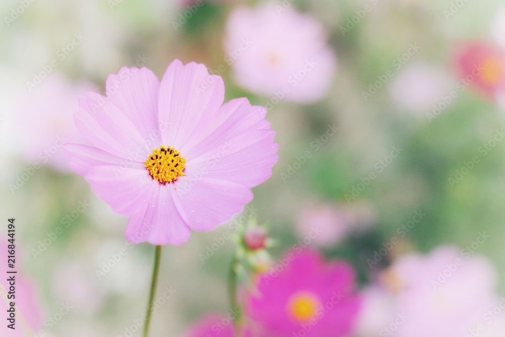 pink cosmos flower blooming in the field.

