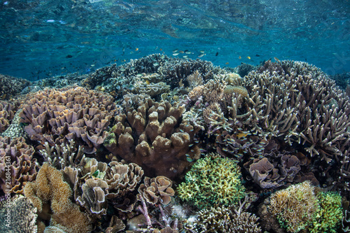 Diverse Coral Reef in Komodo National Park