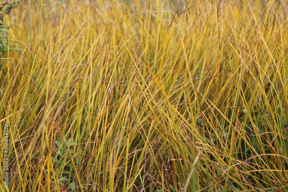 Fototapeta premium nature