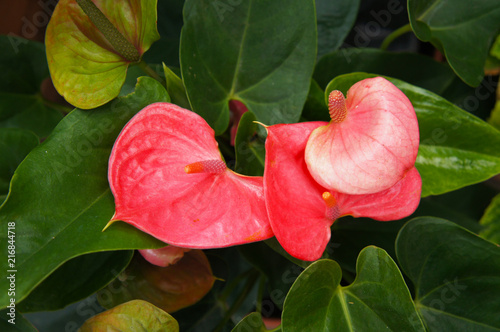 Anthurium andr arcade red plant with green foliage photo