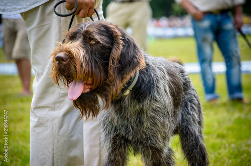 German wire haired pointer drathaar stay in park near his owner. photo