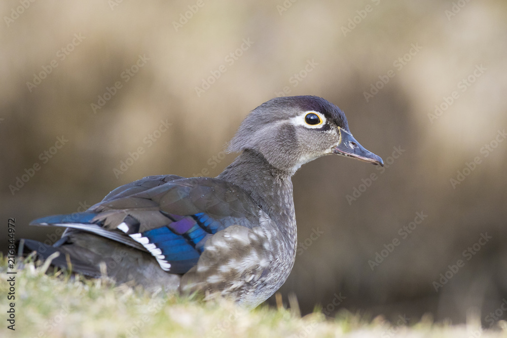 beautiful wood duck in spring beautiful wood duck in spring