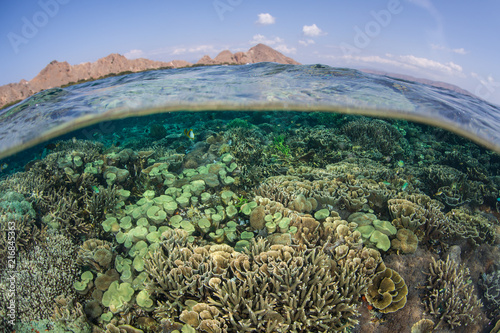 Flourishing Coral Reef in Komodo National Park