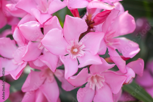 Bush with gently pink flowers