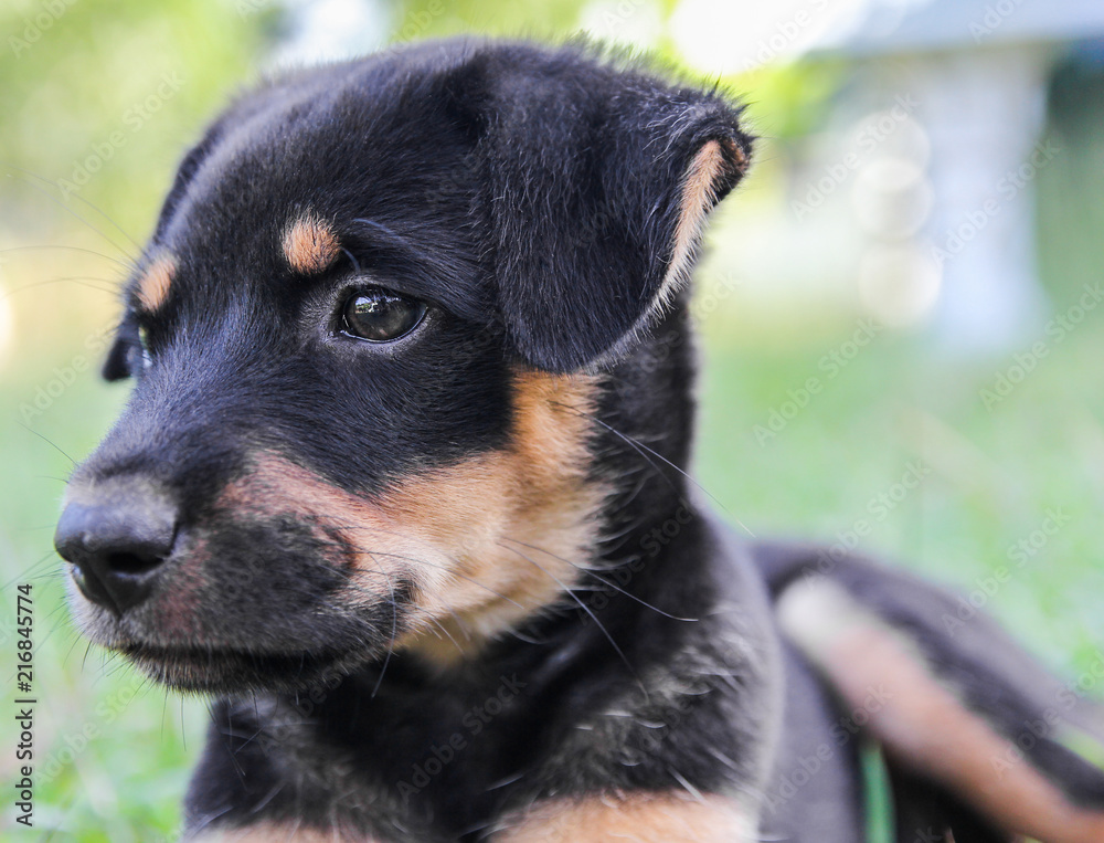 beautiful puppy black dog looking,eyes dog portrait on grass. Copy space for text beautiful puppy black dog looking,eyes dog portrait on grass. Copy space for text