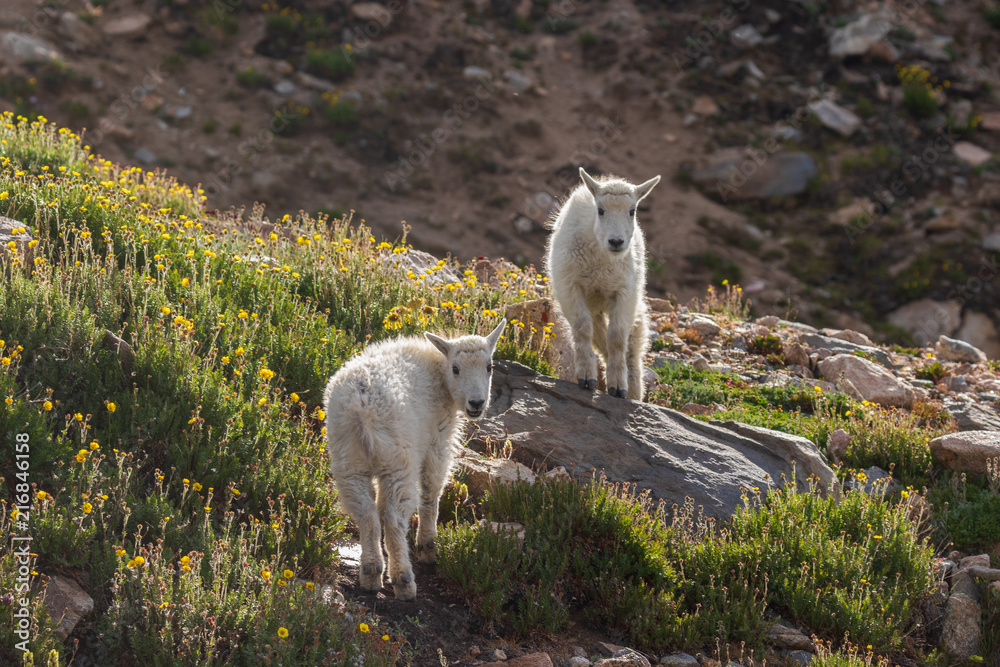 Pair of Cute Mountain Goat Kids