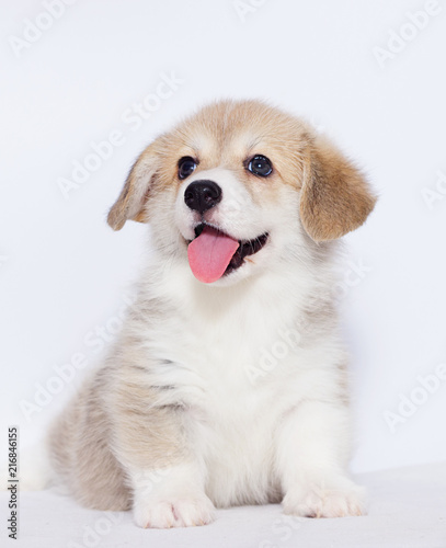 Fototapeta Naklejka Na Ścianę i Meble -  welsh corgi puppy on a gray background