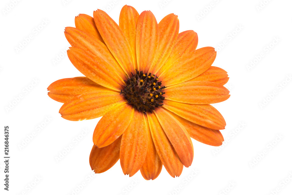 beautiful orange osteospermum or african daisy flower isolated on white beautiful orange osteospermum or african daisy flower isolated on white