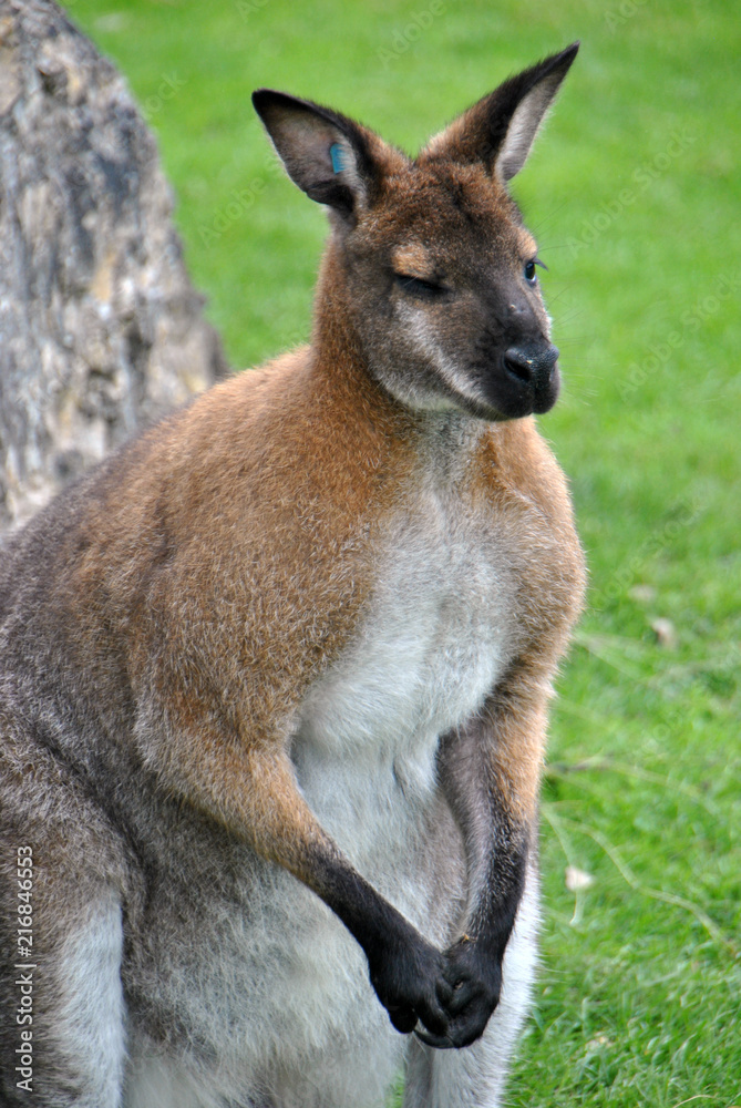 Shot of a red-necked wallaby kangaroo common in Australia Shot of a red-necked wallaby kangaroo common in Australia
