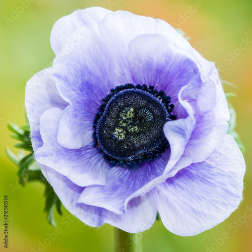 Anemone De Caen