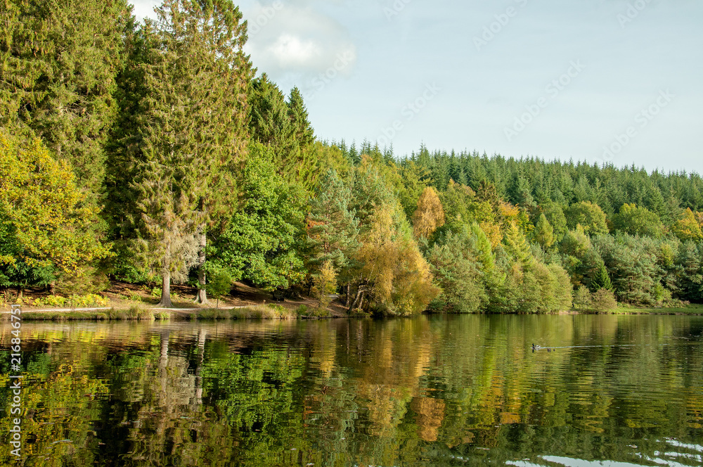 Reflections in the water from the autumn trees in the Forest of Dean, Gloucestershire, England.