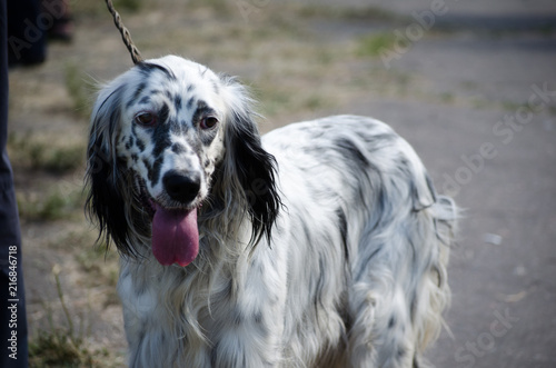 English setter stay on a field. Hunting dog. photo