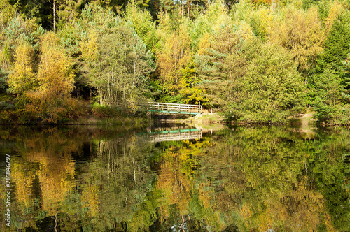 Fototapeta Naklejka Na Ścianę i Meble -  Beautiful woodland trees in the Forest of Dean, Gloucestershire, United Kingdom.