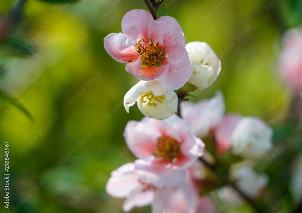 Fototapeta premium ボケの花