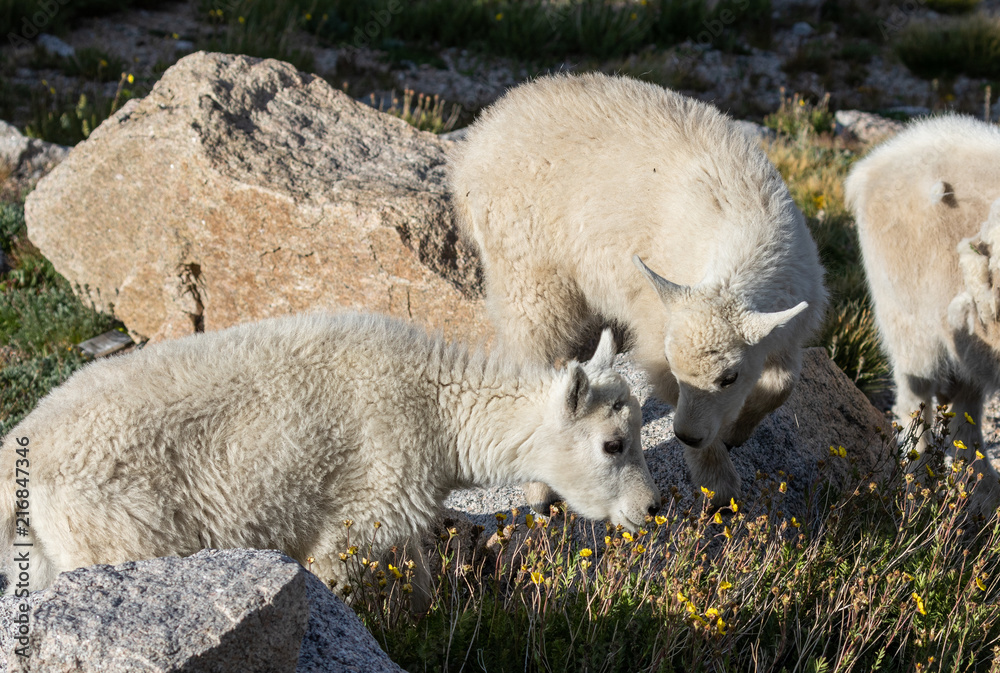Fototapeta premium Pair of Cute Mountain Goat Kids