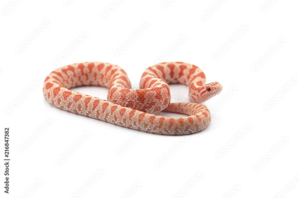 Fototapeta premium King snake isolated on white background
