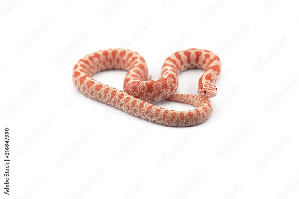 King snake isolated on white background King snake isolated on white background