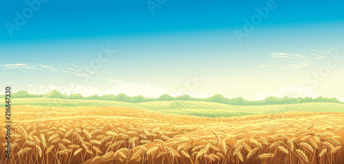 Fényképezés Rural landscape with wheat fields and background