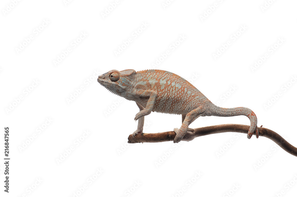 Naklejka premium Panther chameleon isolated on white background