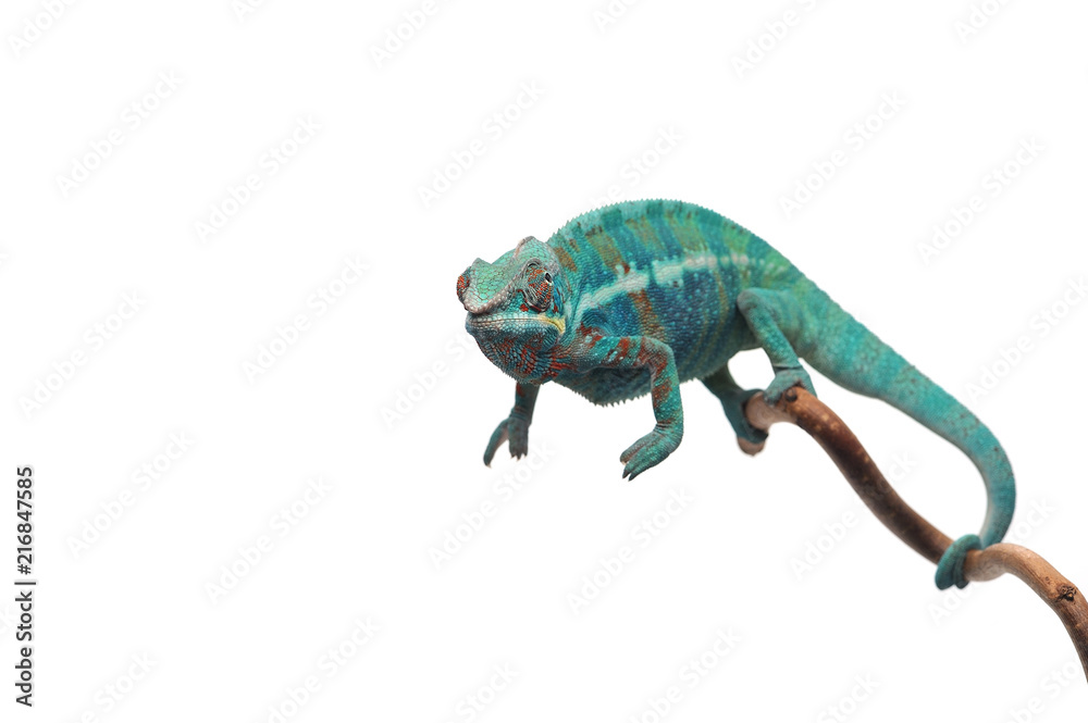Obraz premium Blue lizard Panther chameleon isolated on white background