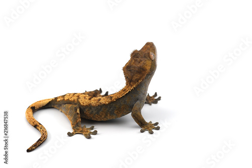 lizard gecko isolated on white background © Dmitry