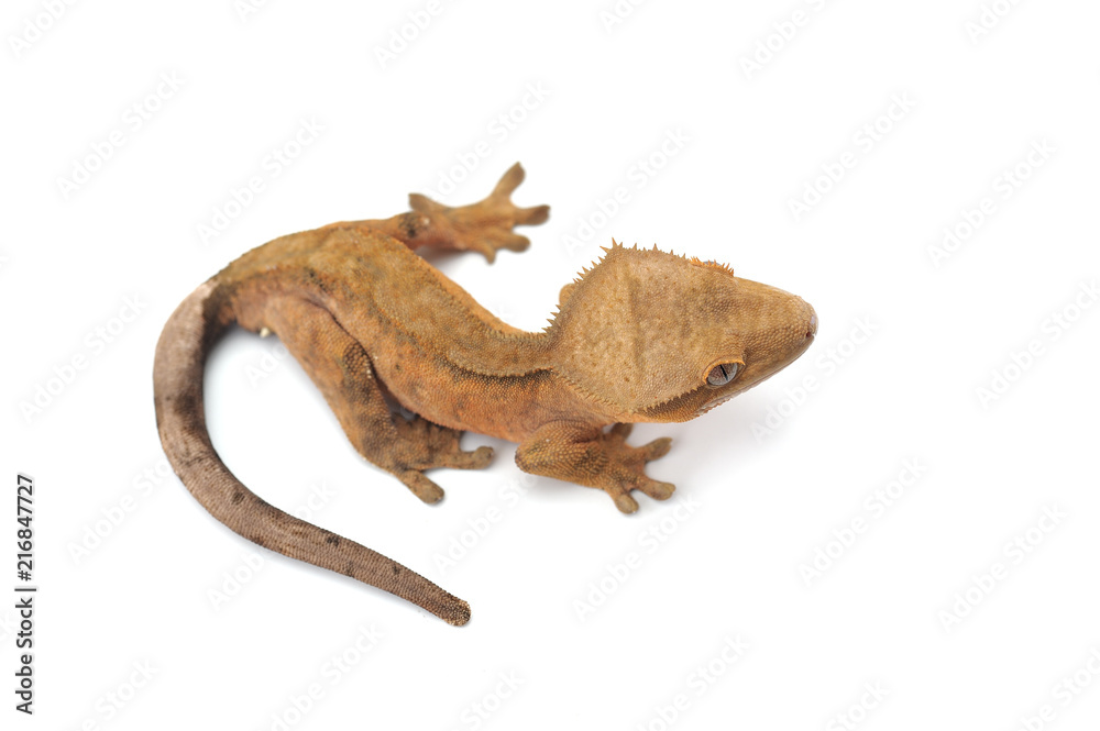 lizard gecko isolated on white background