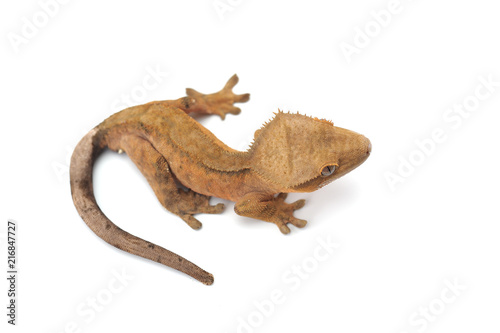 lizard gecko isolated on white background