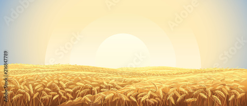 Rural landscape with a field of wheat and sunrise in the sky