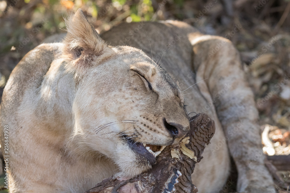 Obraz premium Lion eating