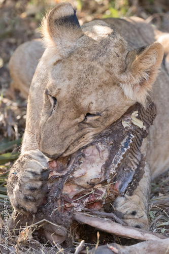 Lion eating photo