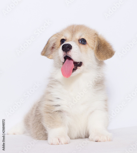 Fototapeta Naklejka Na Ścianę i Meble -  welsh corgi puppy on a gray background