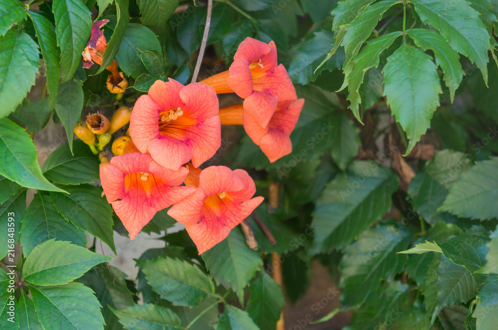 Campsis × hybrida flowers background in blossom