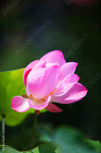 pink lotus flower blossom blooming in pond