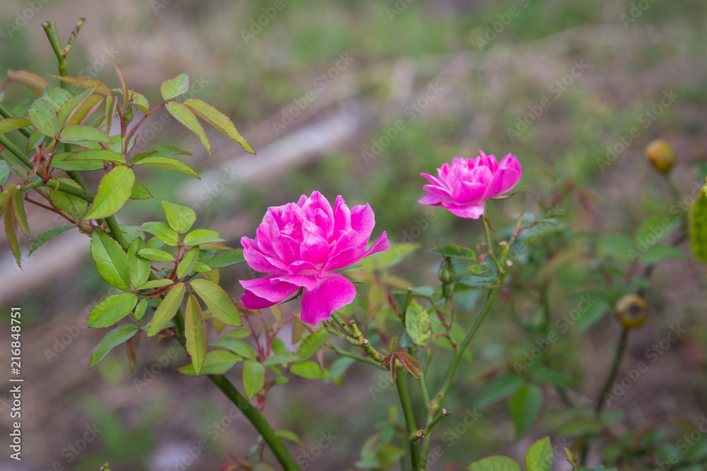 Pink rose flowers