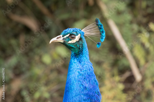 Indian Peafowl
