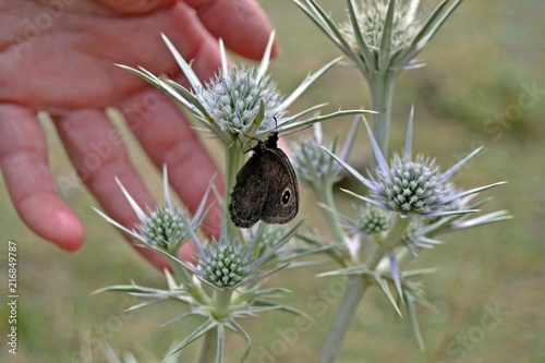 Mariposa negra sobre cardo, de fondo una mano. Satyrus actaea.  photo