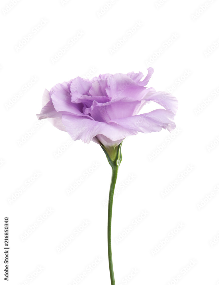 Beautiful Eustoma flower on white background