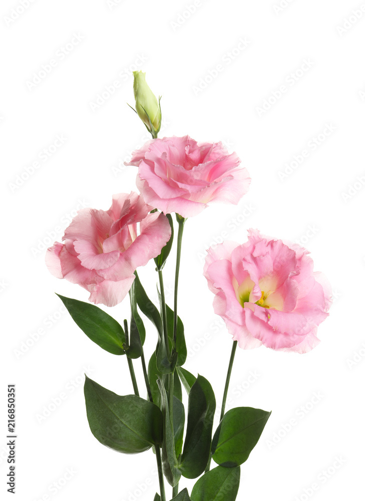 Beautiful Eustoma flowers on white background Beautiful Eustoma flowers on white background