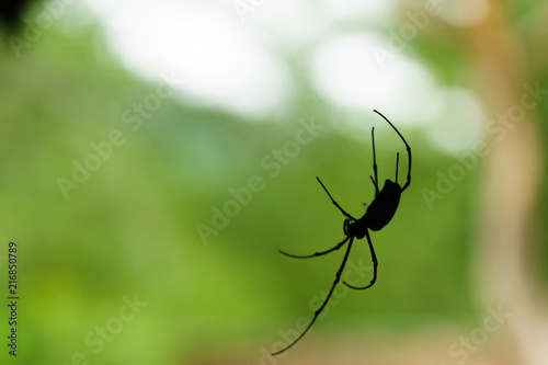 A spiderweb in nature background. spiderweb or cobweb is a device created by a spider out of proteinaceous spider silk extruded from its spinnerets. generally meant to catch its prey.