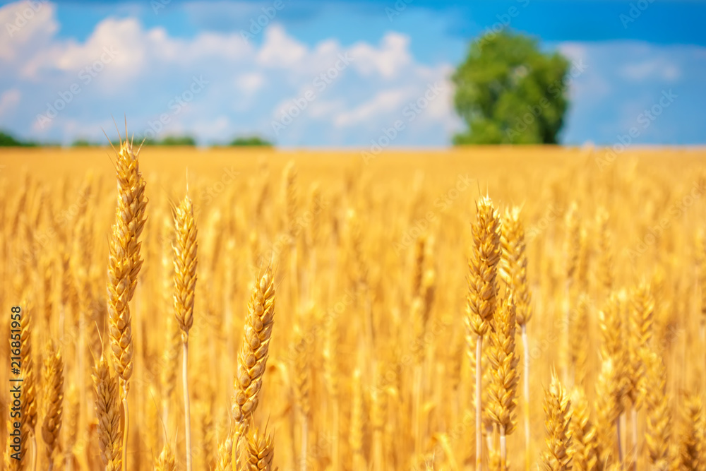 beautiful ripe wheat field, rural landscape in sunny day