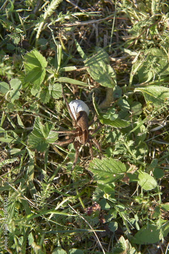 Pregnant spider in the grass